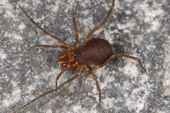 Media type: image;   Invertebrate Zoology 168077 Description: Digital photograph of specimen in life.;